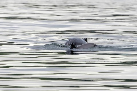 Harbour porpoise (Phocoena phocoena), mother with her calf, baby animals, cute, baby porpoise,