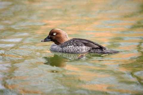 Animals, birds, ducks, goldeneye, goldeneyes, female swimming on the water, (Bucephala clangula),