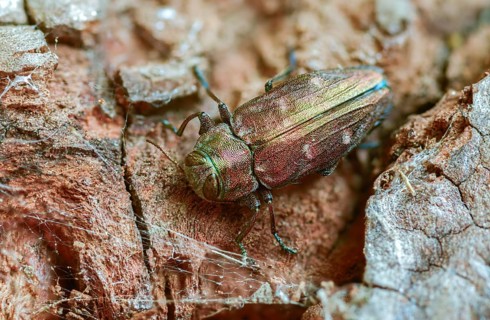 Chrysobothris affinis, gold pit oak splendour beetle, goldmine oak beetle, golddot hardwood beetle,