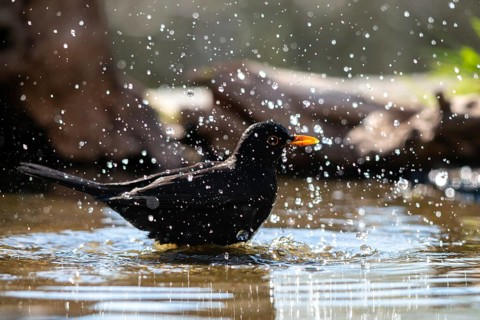 Blackbird, Turdus Merula, Bath, Bird Bath, Birds, Passeri, Songbirds, Songbirds, Potion, Birdbath,