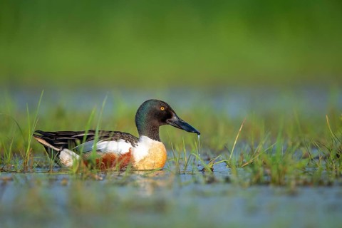 Shoveler (Anas clypeata), Dümmer, Lembruch, Lower Saxony, Germany
