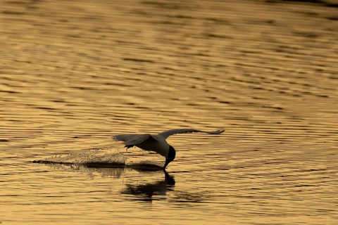Common tern (Sterna hirundo) adult bird flying drinking water from a lagoon at sunset, England,