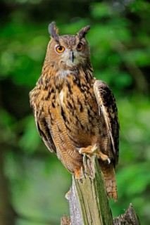 Eurasian Eagle-owl (Bubo bubo), adult, perch, vigilant, in summer, Wisdom, Šumava, Czech Republic