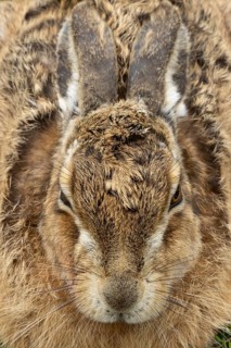 European brown hare (Lepus europaeus) adult animal head portrait, England, United Kingdom
