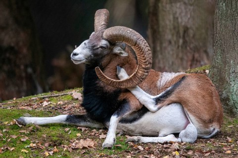 Artiodactyla, even-toed ungulate, mouflon, mouflon, mouflon, ovis gmelini musimon, cloven-hoofed,