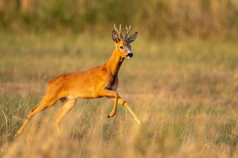 Roe deer (Capreolus capreolus), Vechta, Lower Saxony, Germany