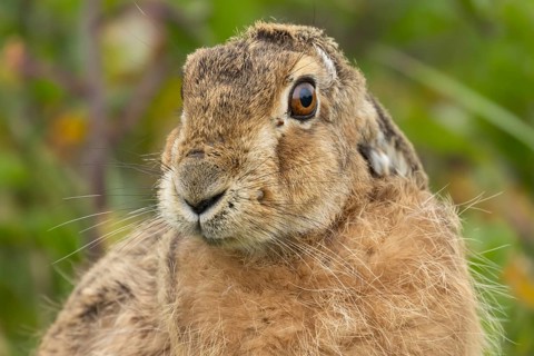 European brown hare (Lepus europaeus) adult animal head portrait, England, United Kingdom