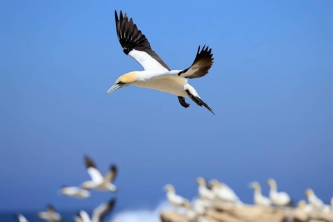 Cape Gannet (Morus capensis), adult, in flight, Lamberts Bay, Western Cape, South Africa