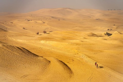 Camels in the desert near the pyramids of Giza, Egypt