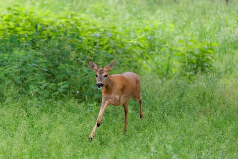 A roe deer (Capreolus capreolus) runs across a meadow with green tall grass. Bavaria, Germany