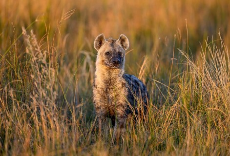 Spotted hyena (Crocuta crocuta) in the tall grass near Atzaró Camp, Okavango Delta, North-West