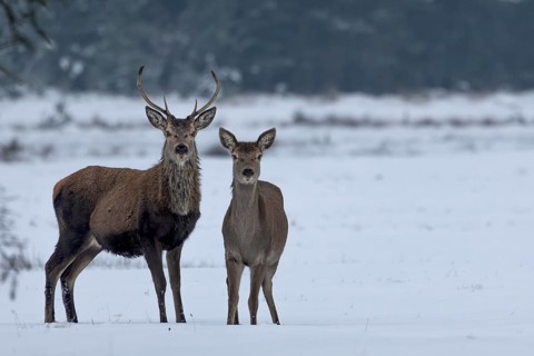 Red deer (Cervus elaphus) and red deer in a meadow in a snow-covered winter landscape, winter,