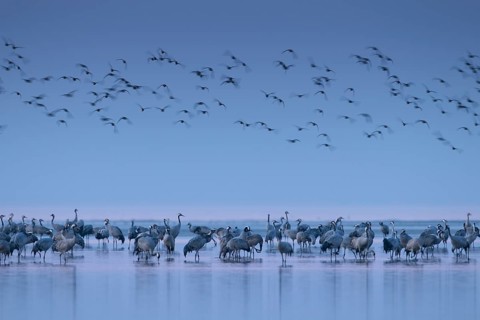 Roosting site for cranes (Grus grus) in the Vorpommersche Boddenlandschaft National Park, Zingst,