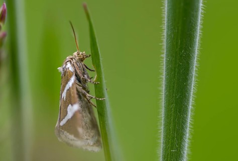 Deltote Bankiana, silver owl, silver-striped grass moth owl, insects, moths, moths, butterflies,