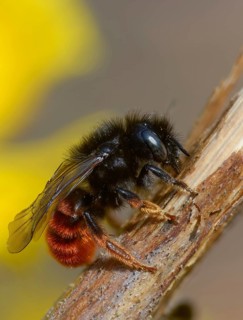Apidae, bees, hymenoptera, mason bee, osmia bicornis, osmia rufa, red mason bee, high size,