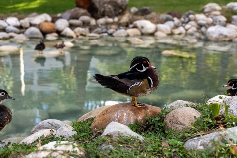 Wood ducks are seen enjoying the serene environment around a pond at a hotel in Turkiye. The clear