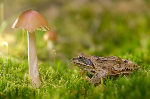 Amanita Fulva, Common Frog, Fuxy Vaginal Stripe, Fox Red Stripe, Yellow-Brown Vaginal Stripe,