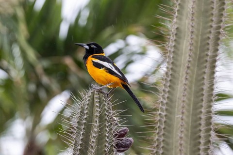 Venezuelan Oriole (Icterus icterus), Curacao