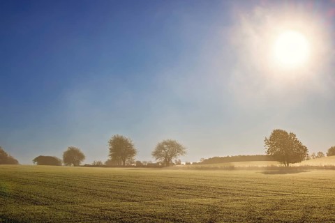 Rural field with short green plants and scattered trees along the horizon with a clear blue sky and