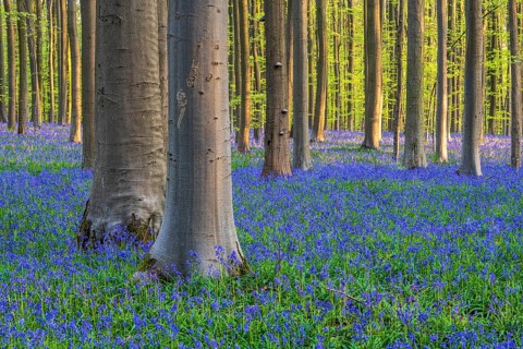 Bluebells (Hyacinthoides) in Hallerbos, woodland, early-flowering plants, Hallerbos, Halle, Belgium
