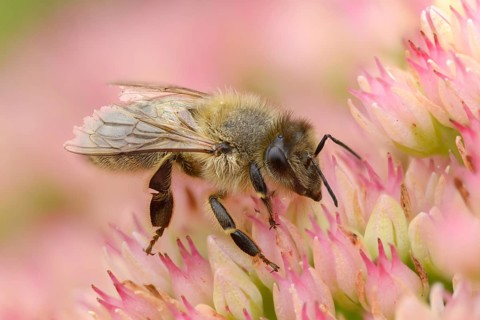 Apidae, apis mellifera, bees, European honey bee, European honeybee, hymenoptera, western honey