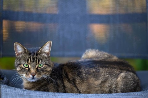 Outdoor view, cat, house cat, house cat, tiger lying on armchair, animal portrait, Stuttgart,