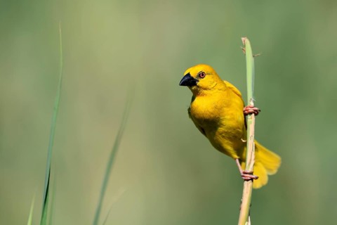 Golden Weaver (Ploceus subaureus), adult, perched, male, alert, iSimangaliso Wetland Park,