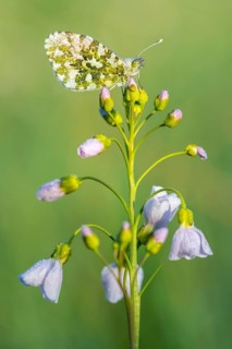 Aurora fritillary (Anthocharis cardamines) on common cuckoo flower, Telbrake, Vechta, Lower Saxony,