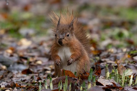 Red squirrel (Sciurus vulgaris) adult animal in a garden, England, United Kingdom
