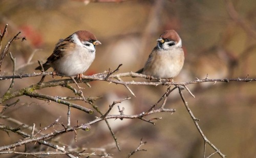 Tree Sparrow, Passer Montanus, Sparrow, Tree Sparrow, Autumn, Birds, Hedge, Autumn, Passeri,