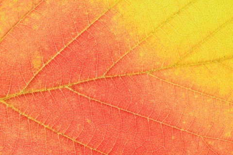 Persian ironwood (Parrotia persica), detail of leaf in autumn, North Rhine-Westphalia, Germany