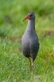 Rallus aquaticus, water rail, birds, gruiformes, high size, portrait, crane birds, rails, railings,