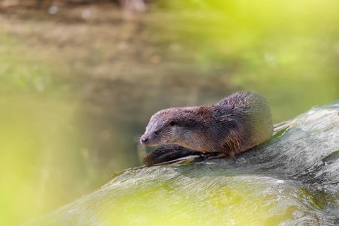 A Eurasian otter (Lutra lutra) is resting on a fallen, decaying tree lying in the water of a small