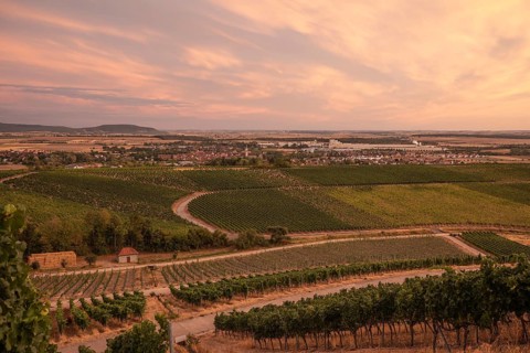 20 August 2026, Panoramic view over vineyards looking towards the town at sunset in Iphofen,