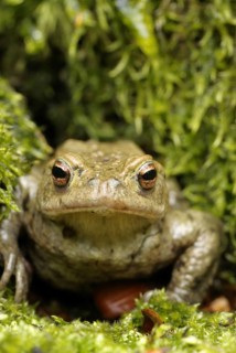 Common Toad, Bufo Bufo, Common Toad, sitting on moss