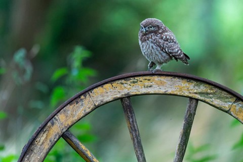 Little owl (Athene noctua), Vechta, Lower Saxony, Germany