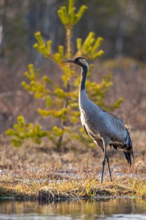 Common crane (Grus grus) in its breeding grounds, Fågelsjö, Gävleborg County, Sweden