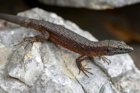 Animals, amphibians, lizards, the magnificent keeled lizard perched on a stone (Algyroides