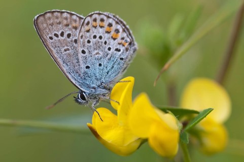 Argus blue, plebeius argus, silver-studded blue, butterfly, insects, butterfly, butterflies