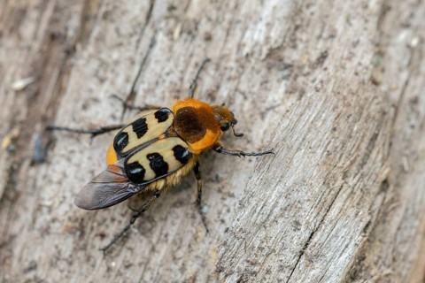 Bee beetle, leaf horn beetle, belted brush beetle, smooth-brained brush beetle, brush beetle,