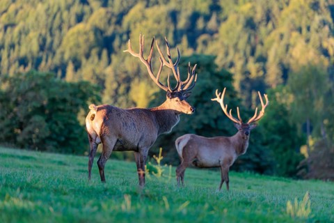 Two Altai maral stags (Cervus canadensis sibiricus) stand in a green meadow in the first light of