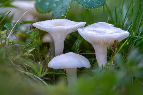 Camarophyllus virgineus, cuphophyllus virgineus, ellerling, glassy white ellerling, hygrocybe