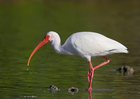 Animals, Birds, White Ibis (Eudocimus albus), Florida, USA, United States