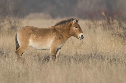 Przewalski horse, Equus ferus przewalskii, Przewalski's Horse, wild horses in the wintry steppe,