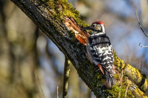 Animals, birds, woodpecker, white-backed woodpecker, a species of great spotted woodpecker