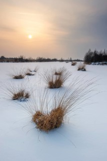 Winter landscape with snow in Goldenstedter Moor, Goldenstedt, Lower Saxony, Germany