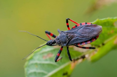 Ringed murder bug, heteroptera, murder bug, red-banded assassin bug, reduviidae, rhinocoris