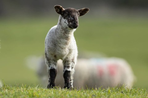 Domestic sheep (Ovis aries) juvenile baby lamb farm animal in a grass field in spring, England,