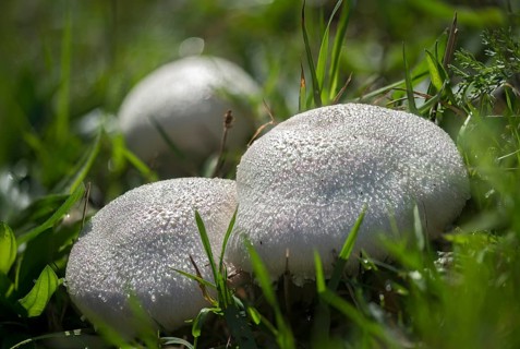 Agaricus campestris, mushroom, field gerling, meadow mushroom, fungi, fungus, meadow mushroom,