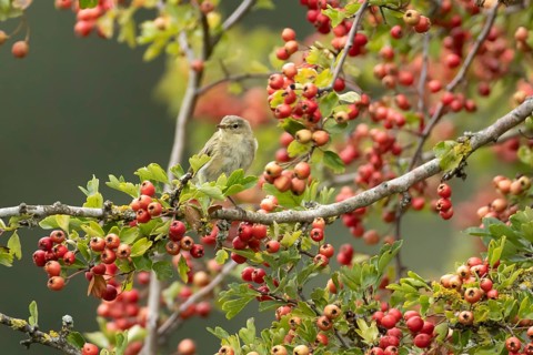 Willow warbler (Phylloscopus trochilus) adult bird in a hawthorn tree in a hedgerow with red